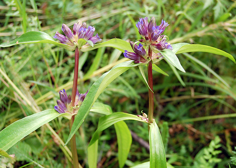 Изображение особи Gentiana macrophylla.