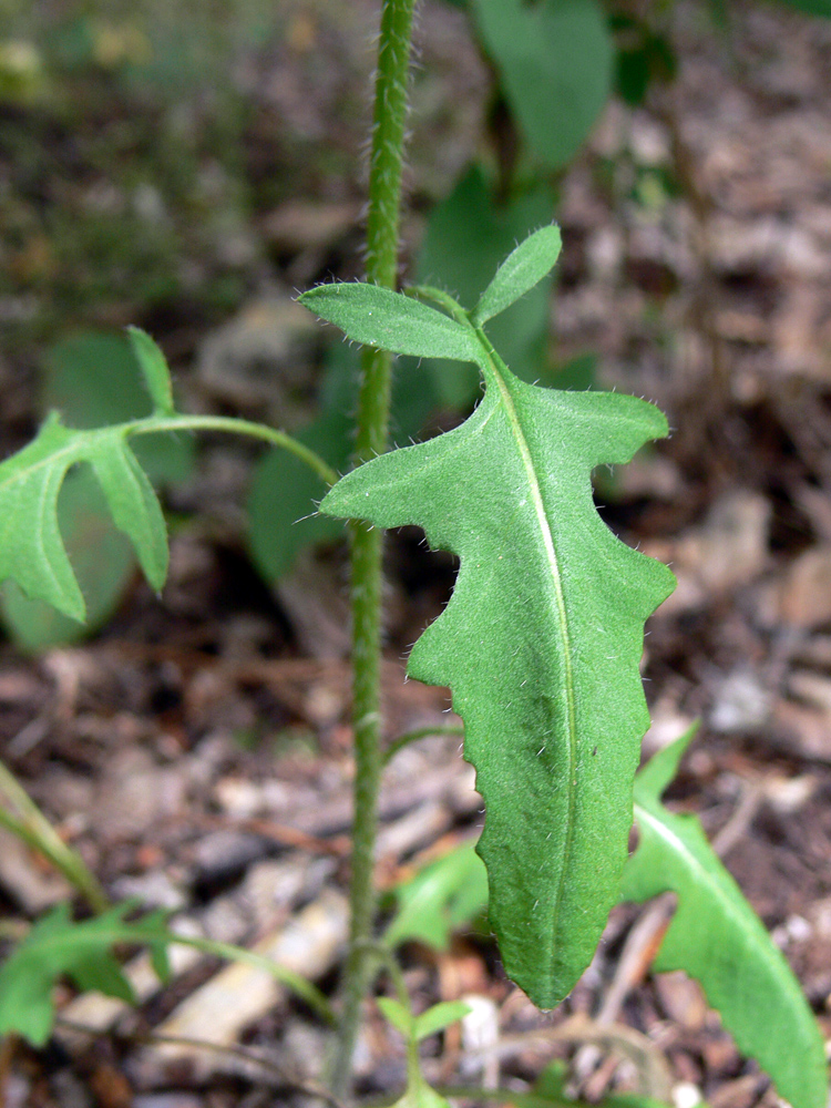 Image of Sisymbrium loeselii specimen.