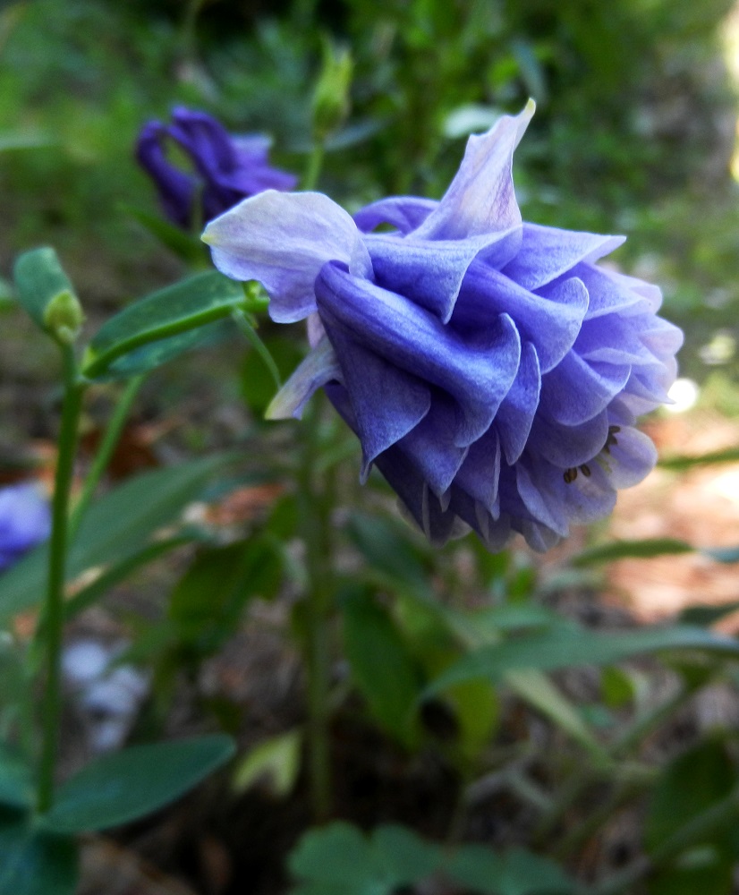 Image of Aquilegia vulgaris specimen.