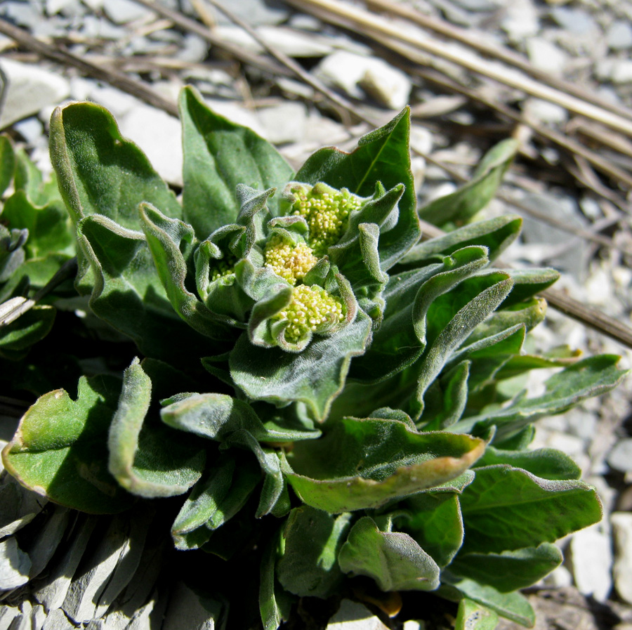 Image of Cardaria draba specimen.