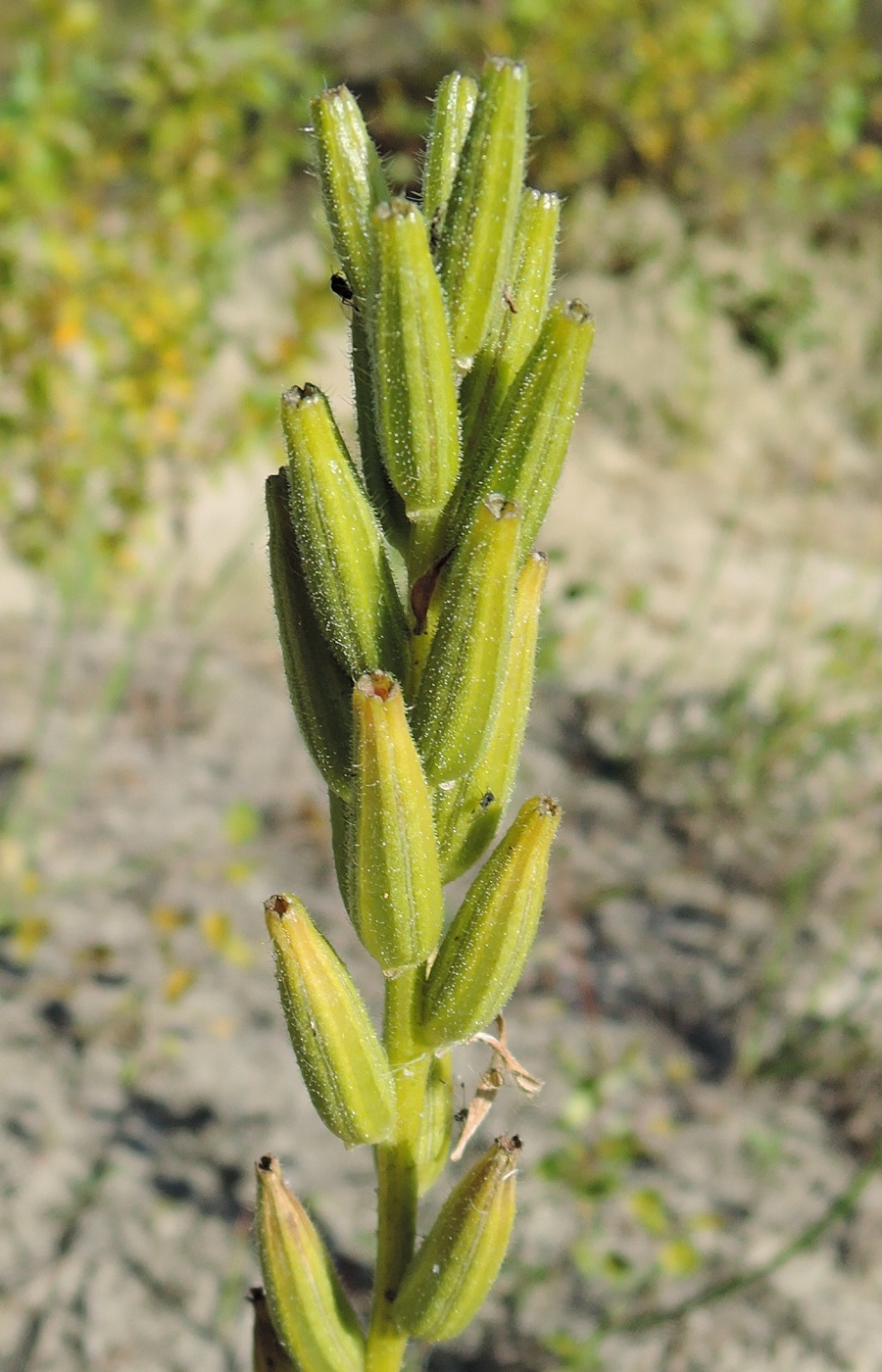 Image of Oenothera biennis specimen.