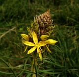 Asphodeline lutea. Верхушка соцветия. Крым, окр. г. Балаклава. 24.03.2016.