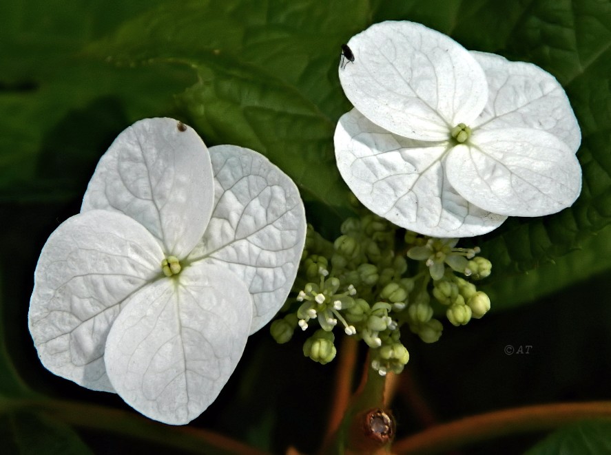 Image of Hydrangea quercifolia specimen.