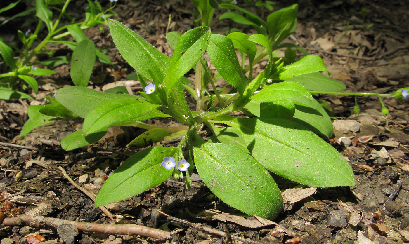 Изображение особи Myosotis sparsiflora.