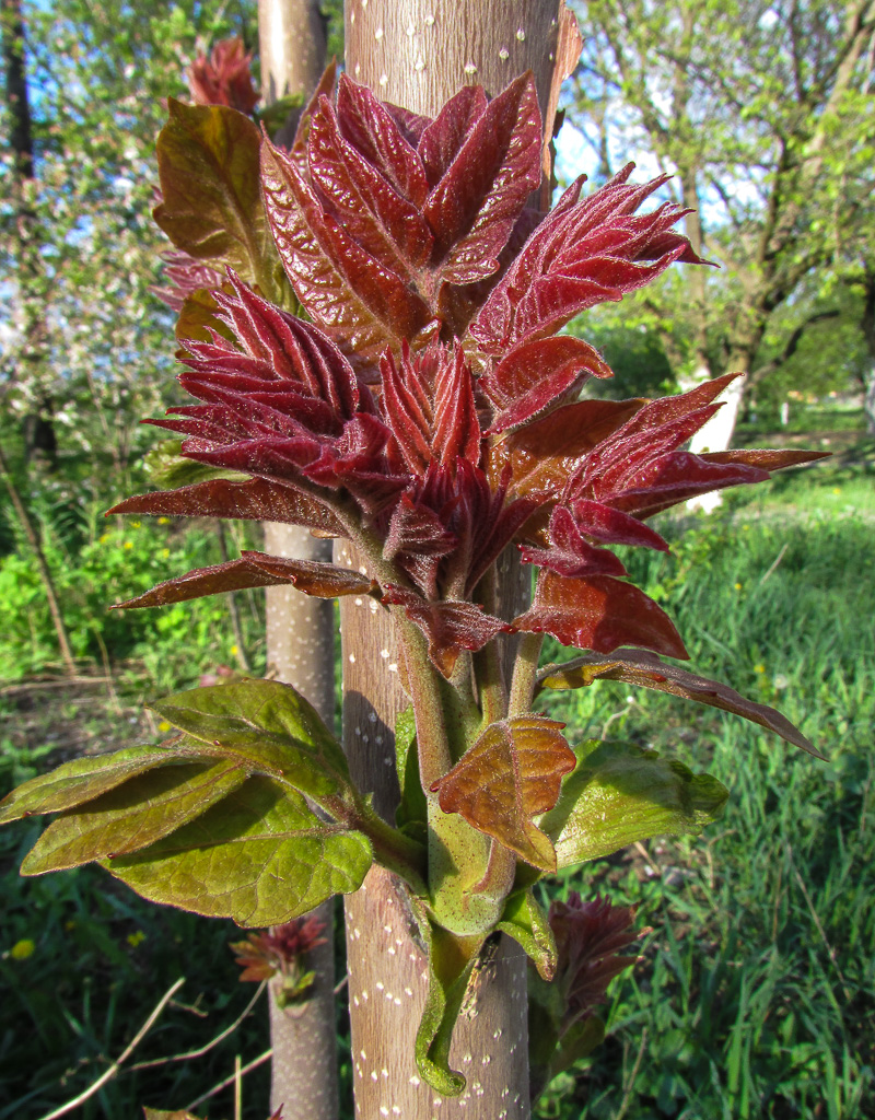 Image of Ailanthus altissima specimen.