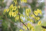 Wisteria sinensis. Часть веточки с молодой листвой. Черноморское побережье Кавказа, г. Новороссийск, в культуре. 23 апреля 2016 г.