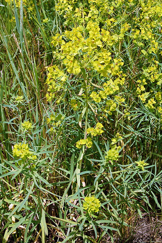 Изображение особи Euphorbia virgata.