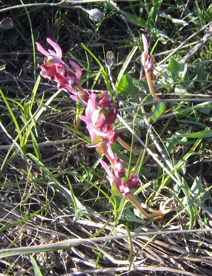 Изображение особи Corydalis ledebouriana.