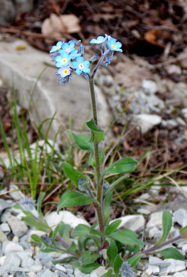 Image of Myosotis lithospermifolia specimen.