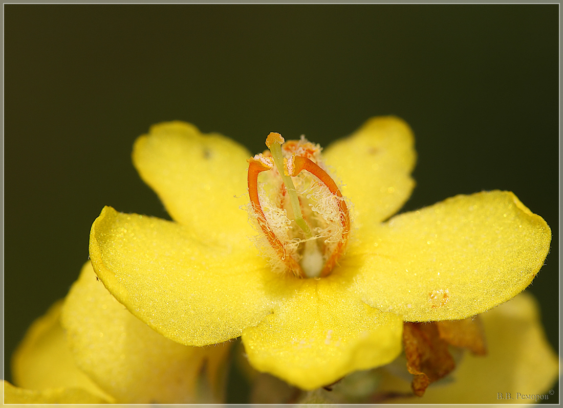 Image of genus Verbascum specimen.