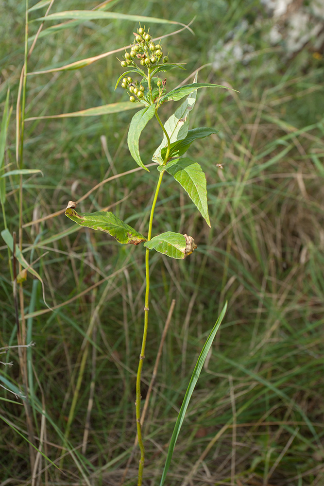 Изображение особи Lysimachia vulgaris.