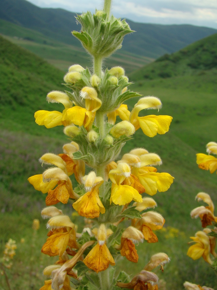 Изображение особи Phlomoides goloskokovii.