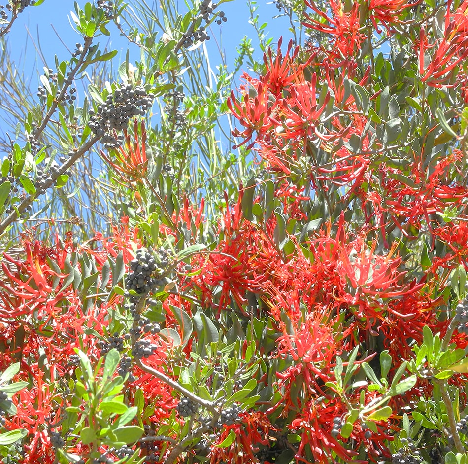 Image of Tristerix verticillatus specimen.