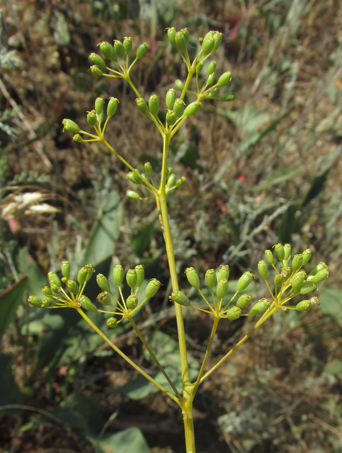 Изображение особи Ferula caspica.