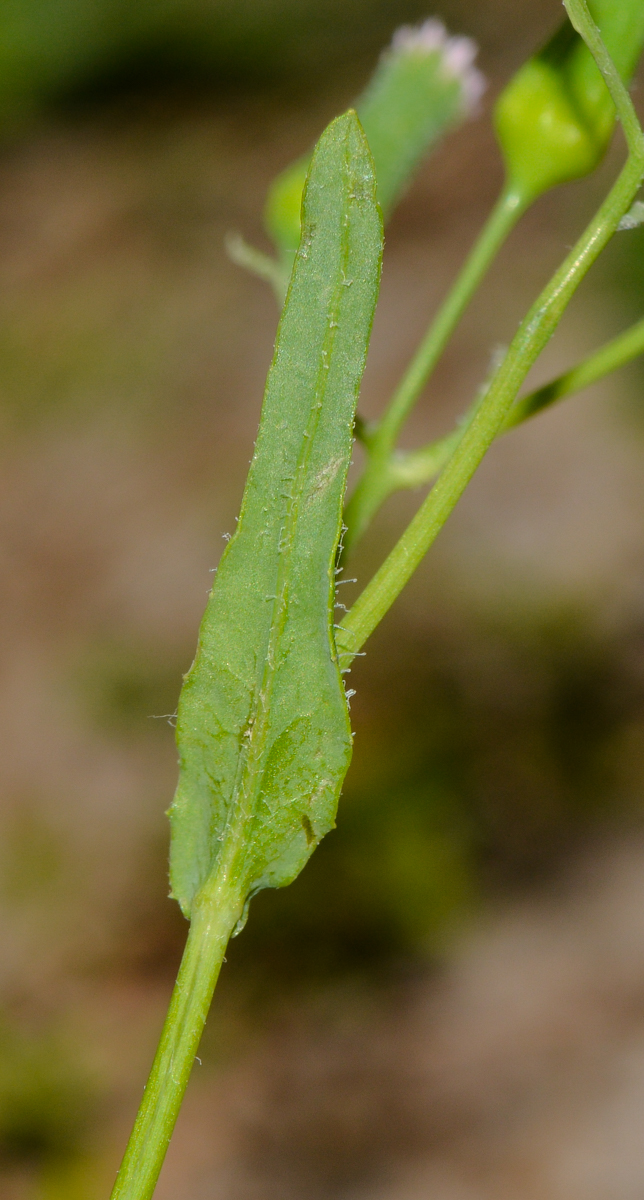 Image of Emilia sonchifolia specimen.