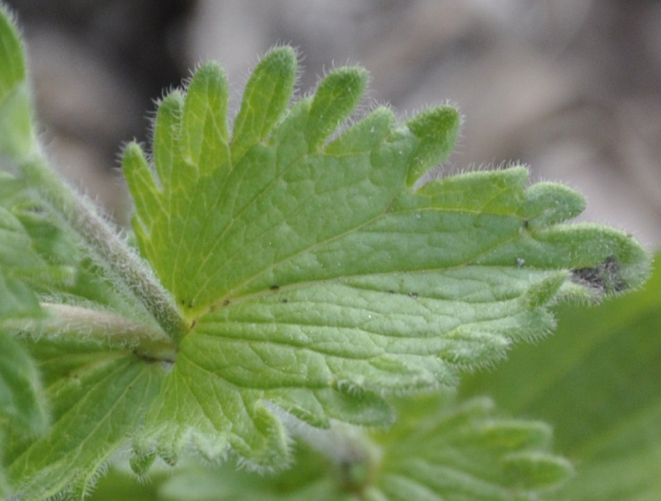 Image of Veronica vindobonensis specimen.