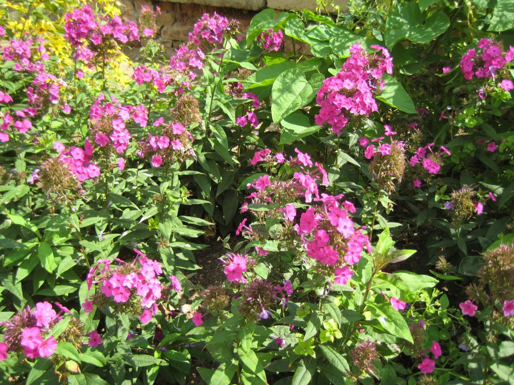 Image of Phlox paniculata specimen.