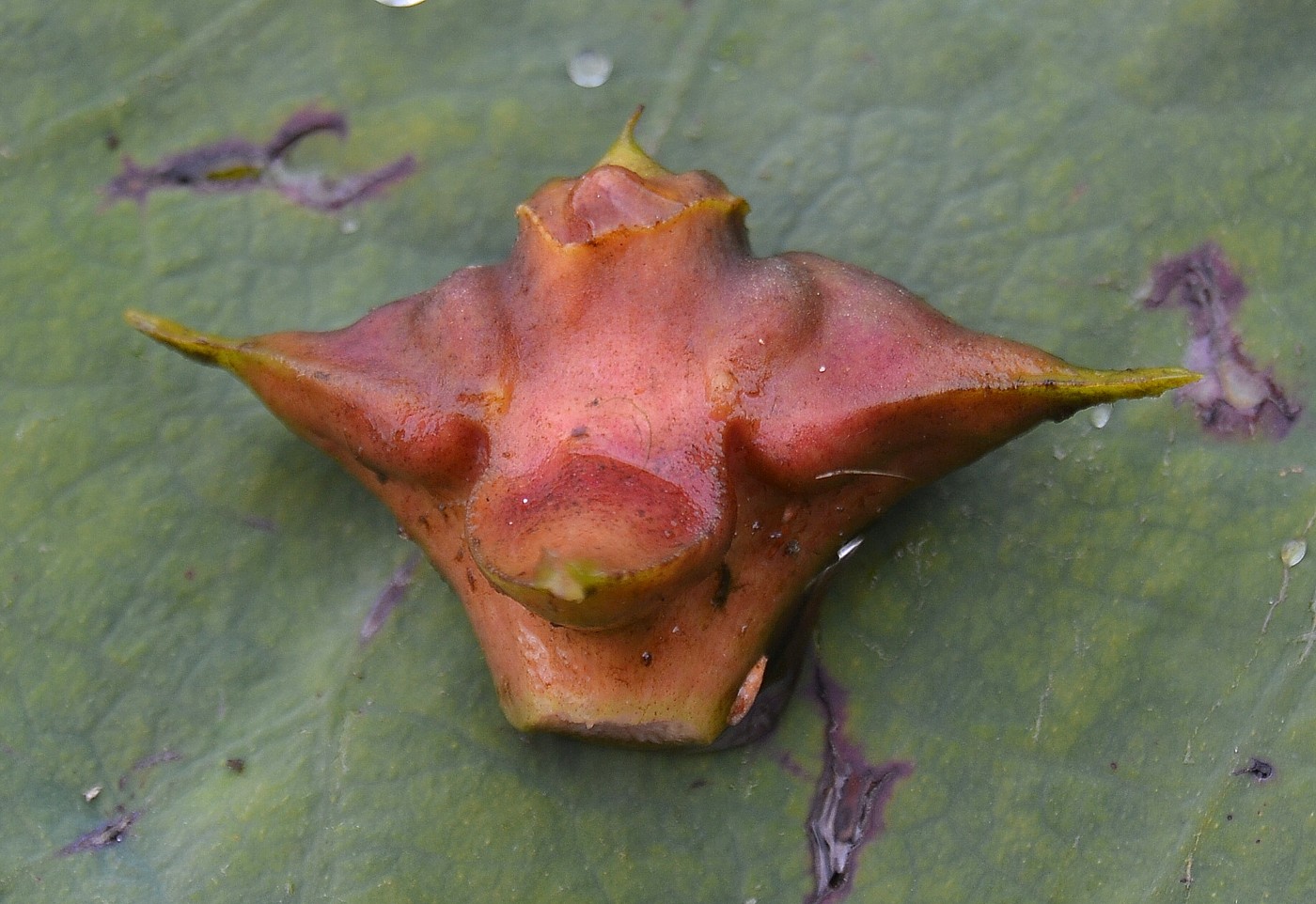 Image of Trapa astrachanica specimen.