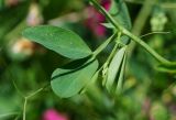 Lathyrus tuberosus. Часть побега с формирующимся соцветием и листьями. Восточный Казахстан, г. Усть-Каменогорск, правый берег р. Иртыш, склон грунтовой дороги. 04.07.2017.