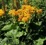 Ligularia dentata