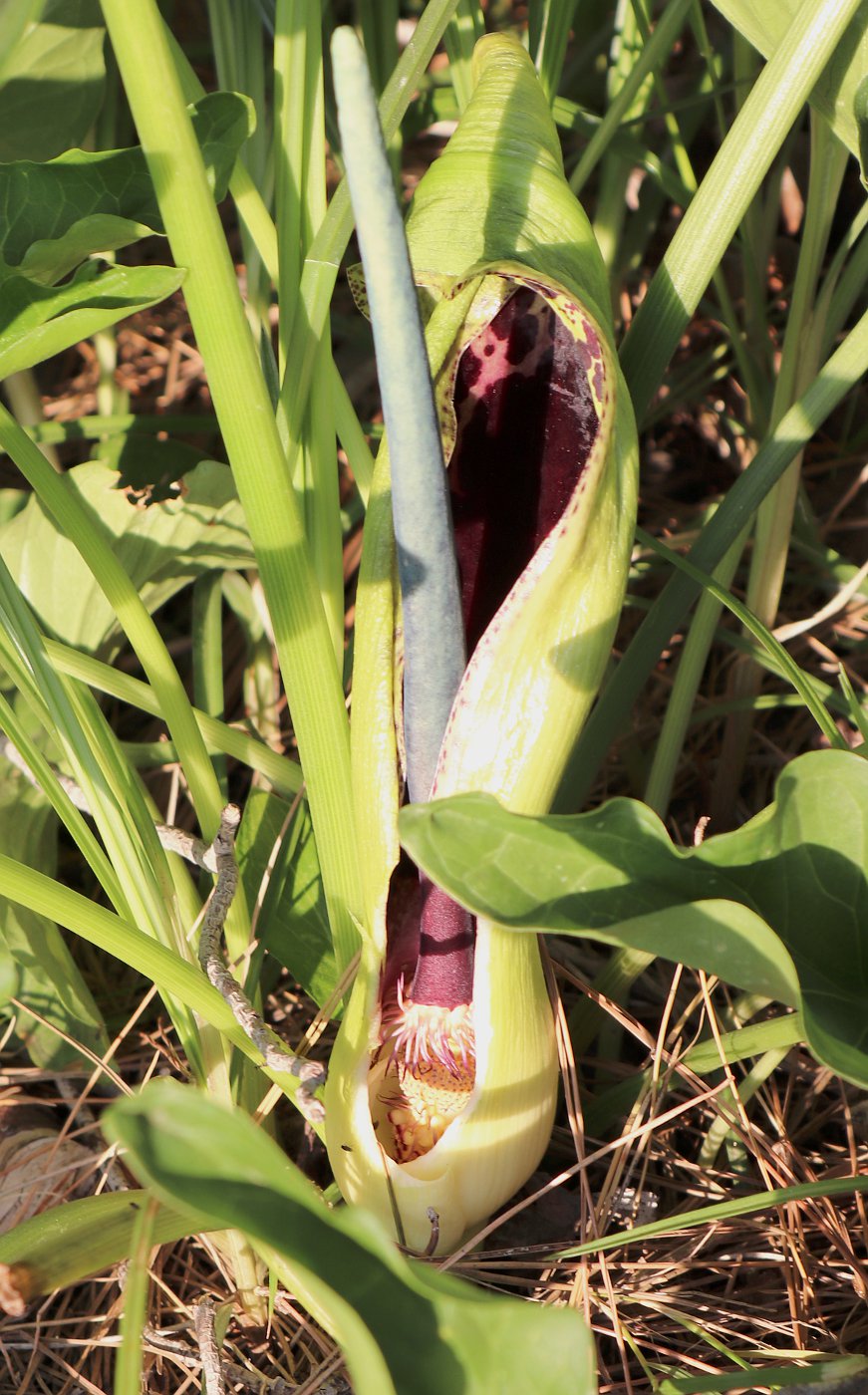 Image of Arum dioscoridis specimen.