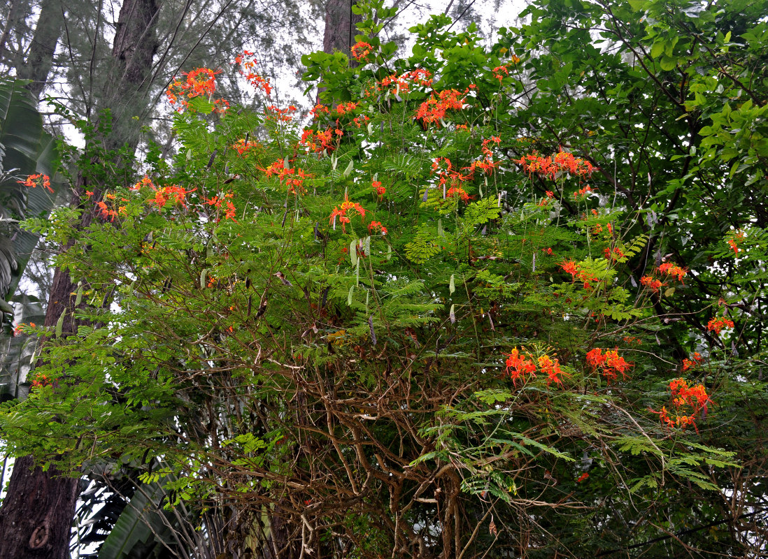 Изображение особи Caesalpinia pulcherrima.