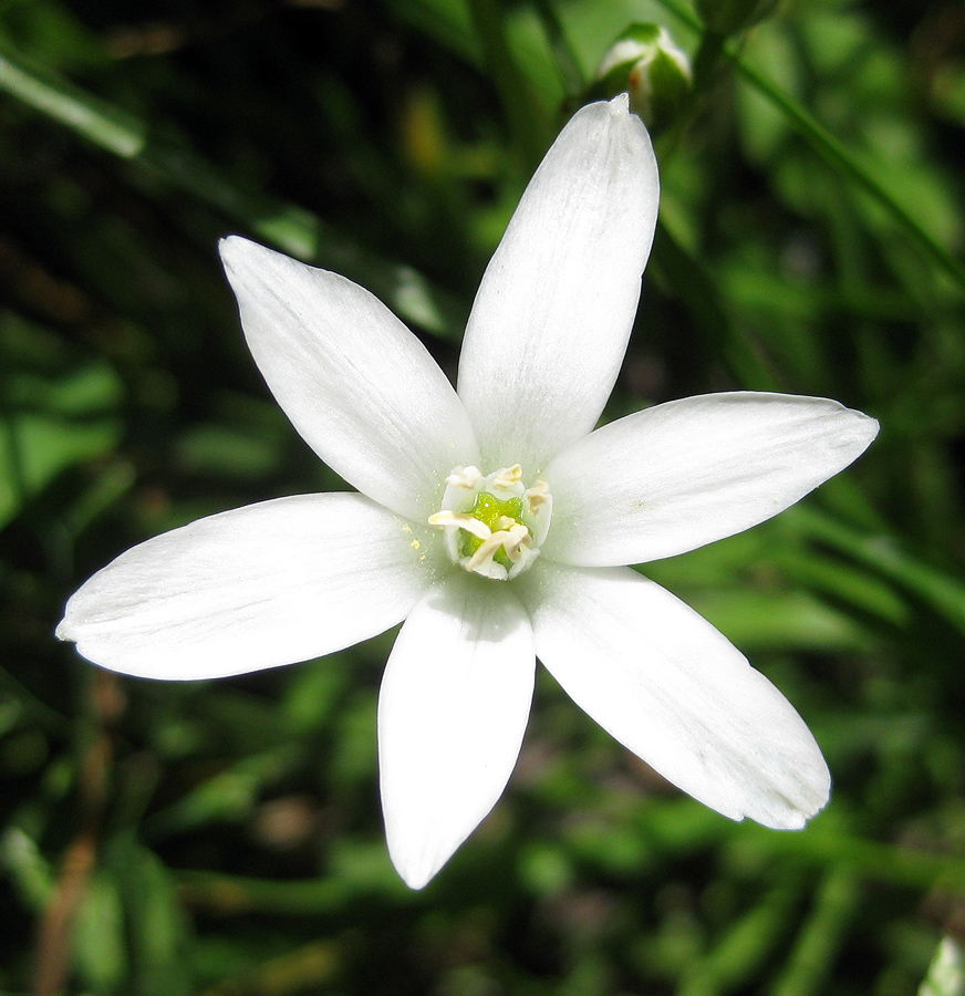 Изображение особи Ornithogalum kochii.