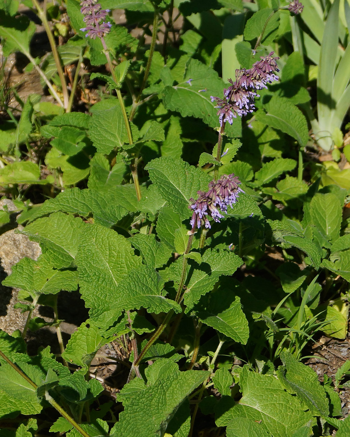 Image of Salvia verticillata specimen.