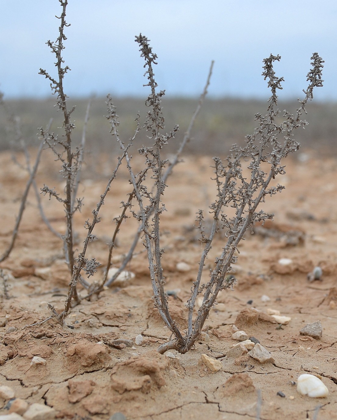 Image of Salsola foliosa specimen.