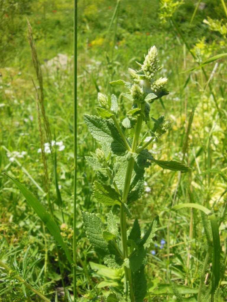 Image of Salvia modesta specimen.