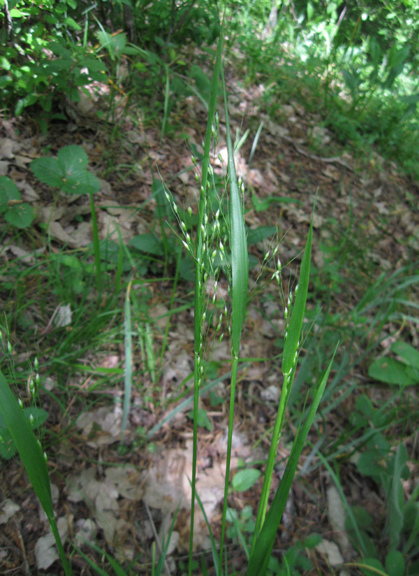 Image of Achnatherum virescens specimen.