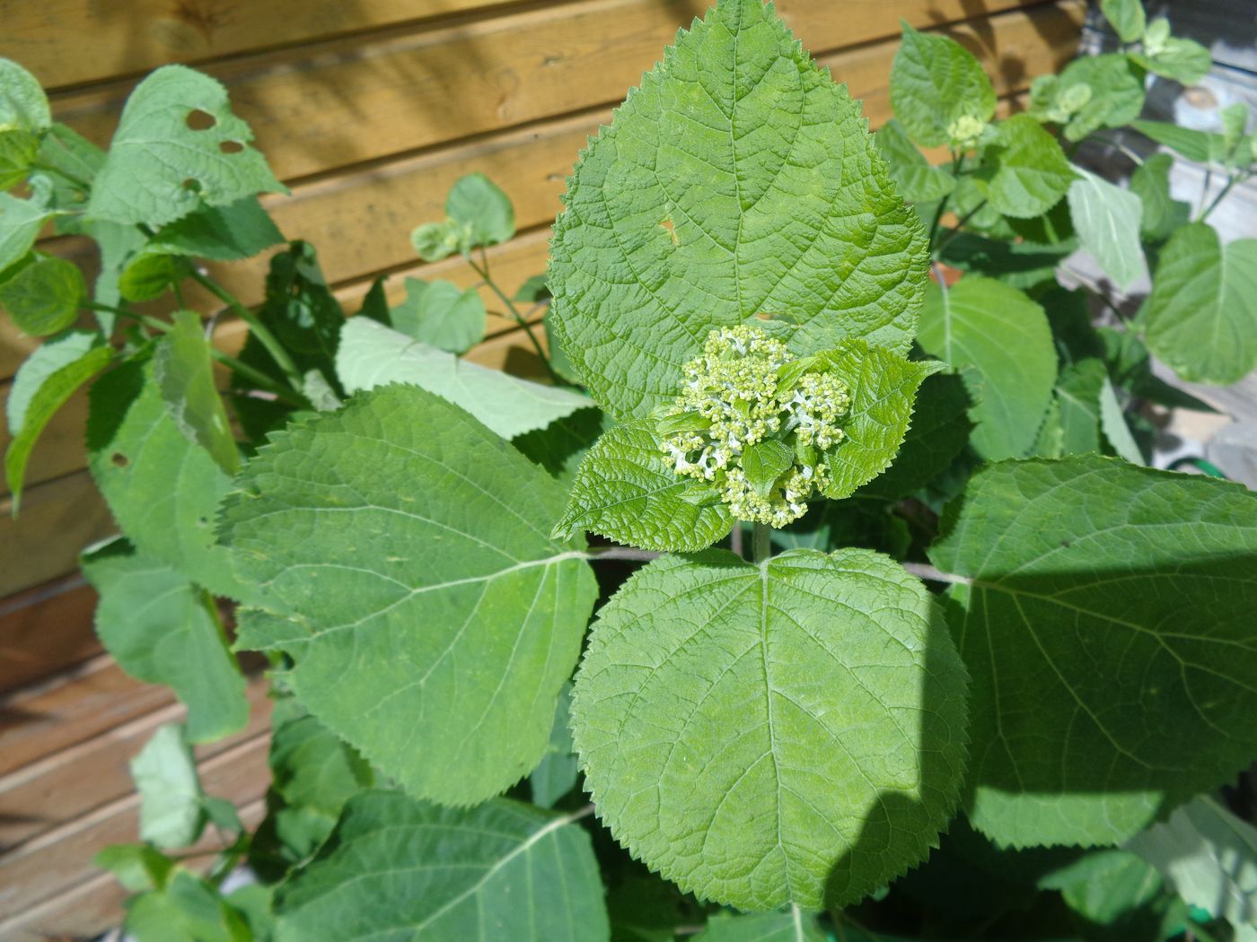 Изображение особи Hydrangea arborescens.