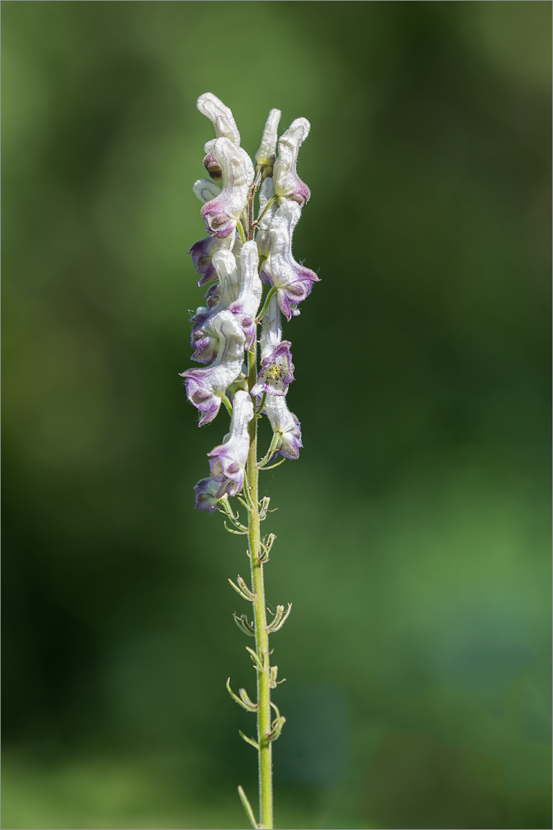 Image of genus Aconitum specimen.