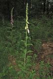 Digitalis purpurea