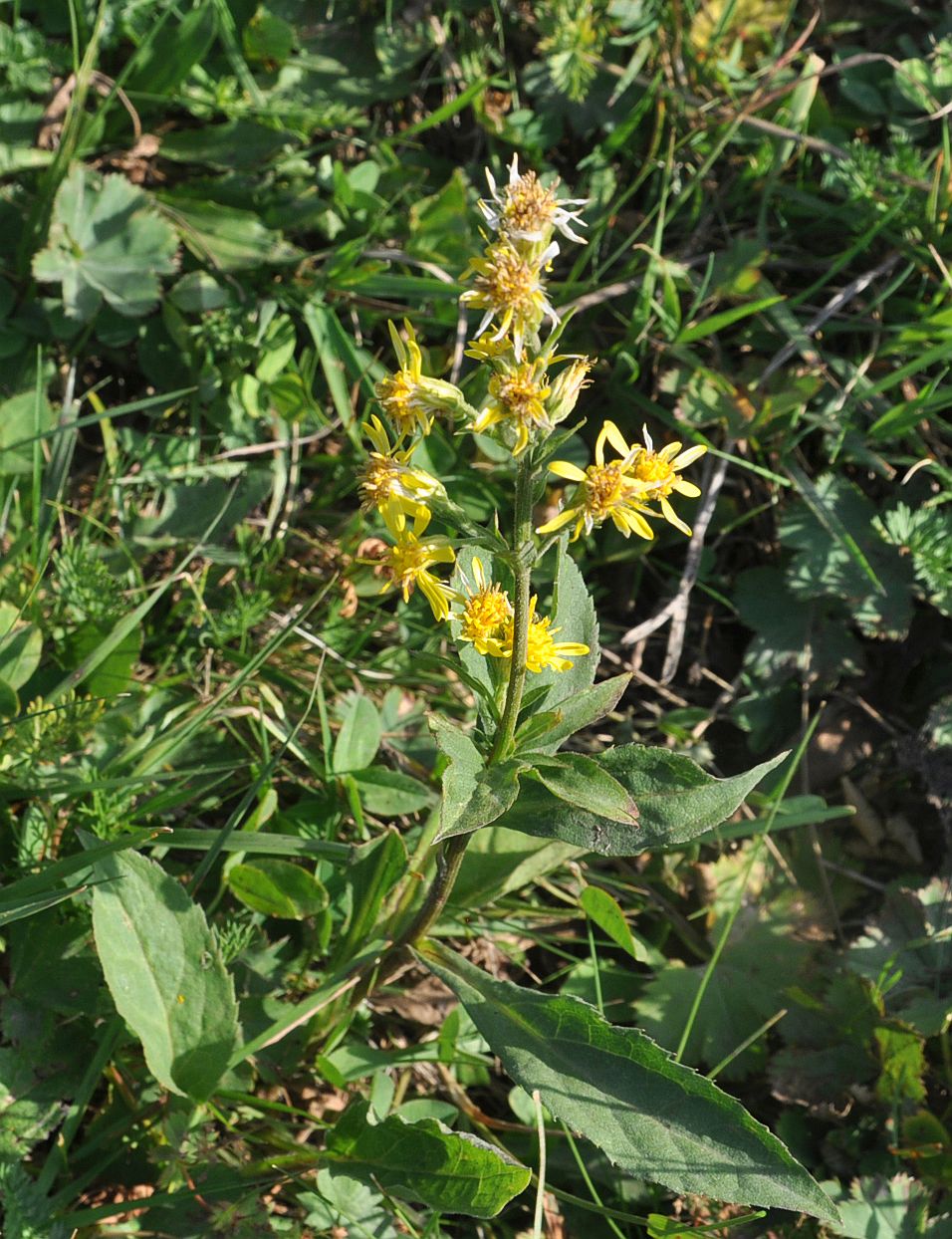 Изображение особи Solidago virgaurea.