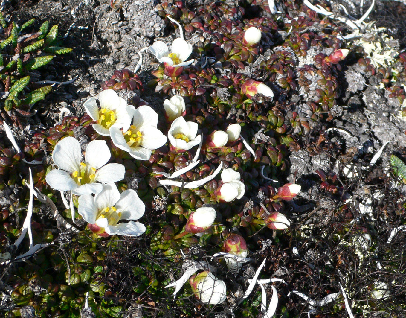 Image of Diapensia obovata specimen.