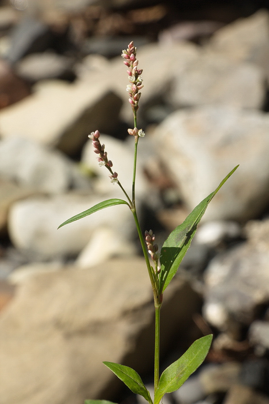 Изображение особи род Persicaria.