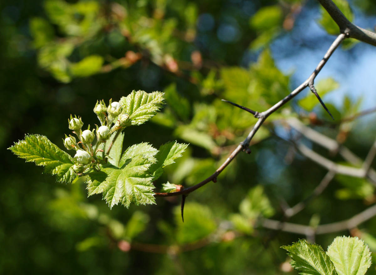 Image of Crataegus submollis specimen.