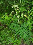 Смотреть изображение Angelica sylvestris