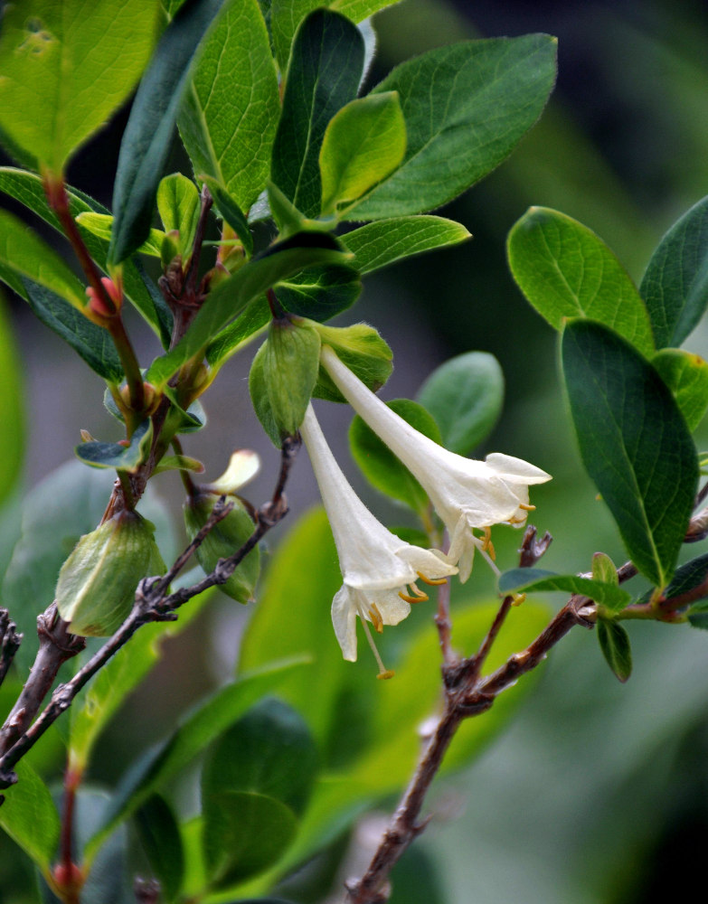 Image of Lonicera hispida specimen.