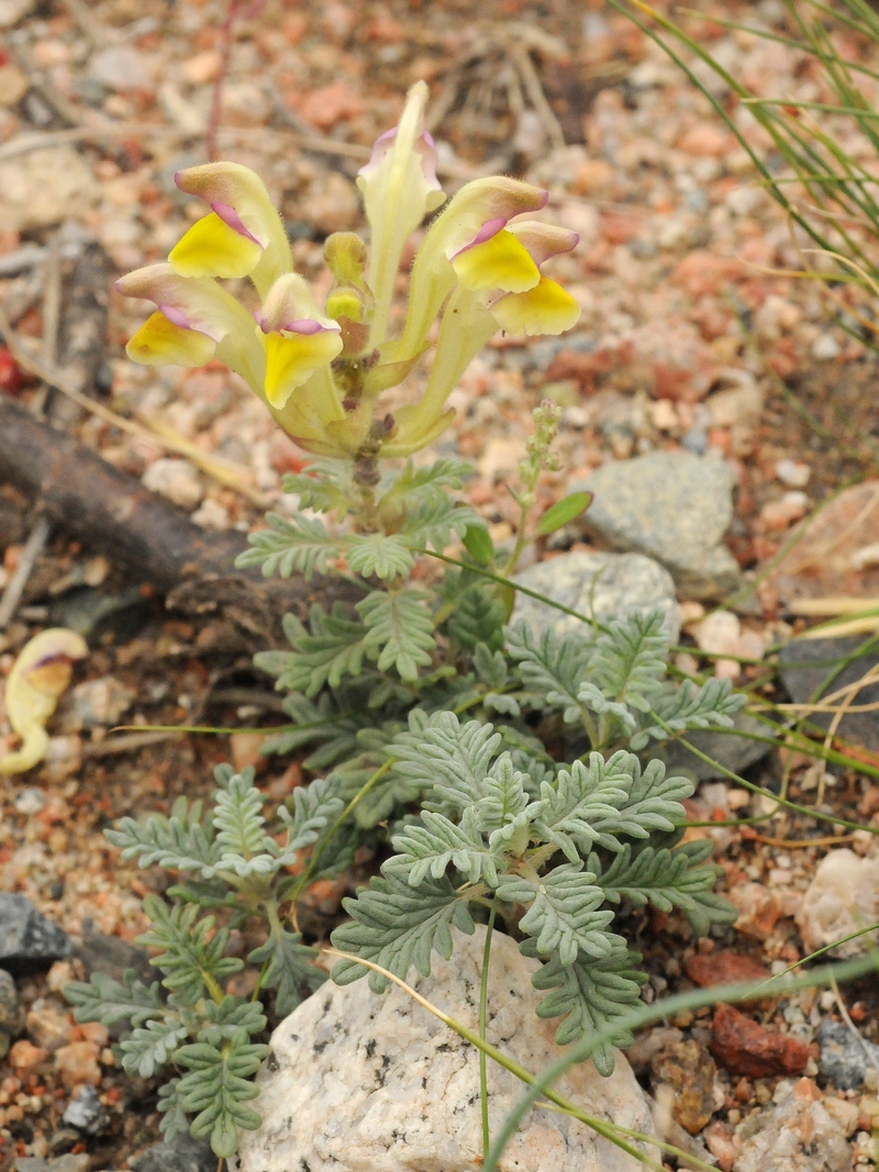 Image of Scutellaria przewalskii specimen.