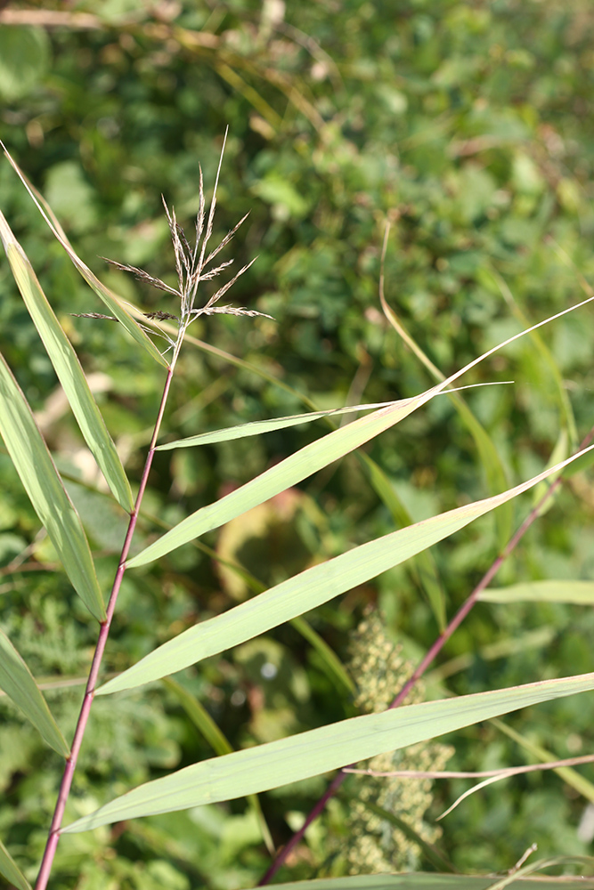 Image of Phragmites japonicus specimen.