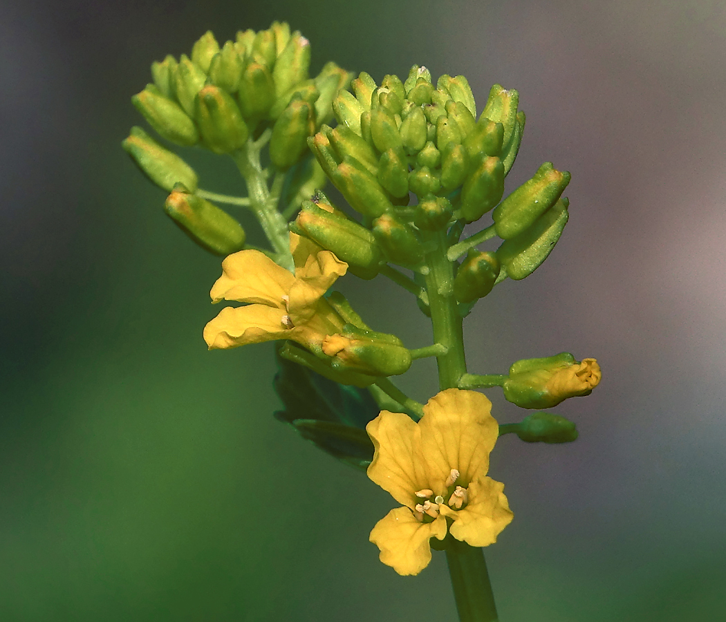 Image of Barbarea arcuata specimen.