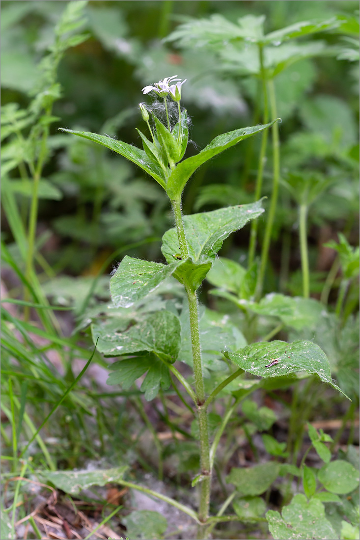 Изображение особи Stellaria nemorum.