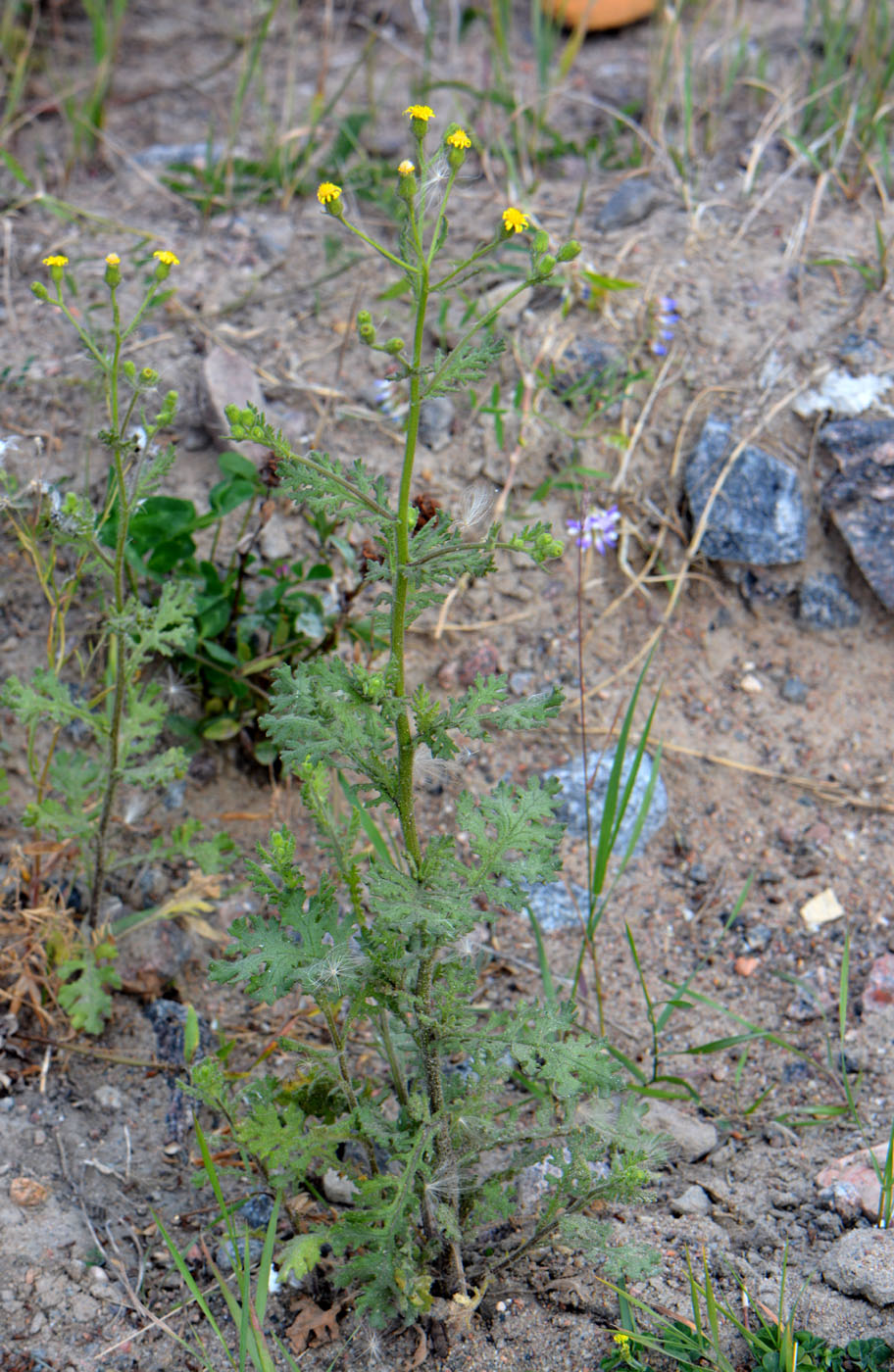 Image of Senecio viscosus specimen.