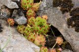 Sempervivum caucasicum. Вегетирующее растение в скальной щели. Адыгея, Фишт-Оштеновский массив, лагерь-приют \"Фишт\", скала \"Фиштёнок\", 1580 м н.у.м. 11.06.2017.