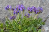 Oxytropis lazica