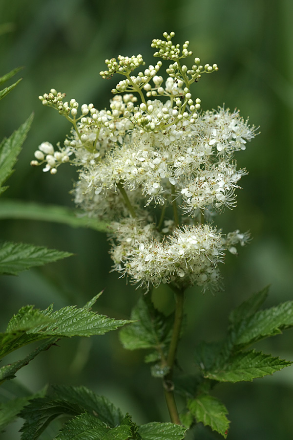 Image of Filipendula ulmaria ssp. denudata specimen.