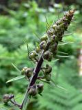 Aconitum septentrionale. Часть соцветия с бутонами. Пермский край, подножие Вогульского камня, смешанный лес, долина р. Жигалан. 30.06.2010.