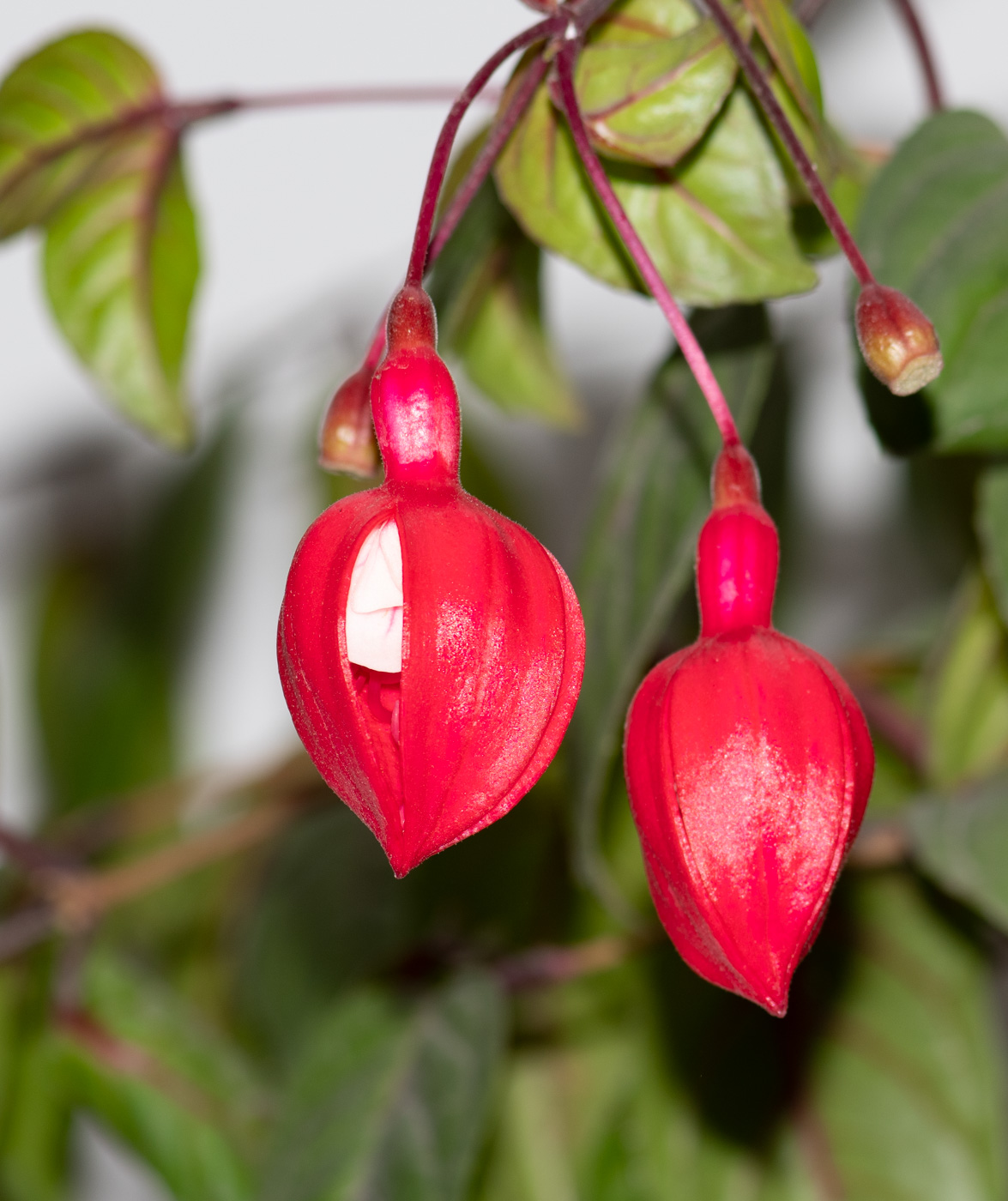 Image of genus Fuchsia specimen.